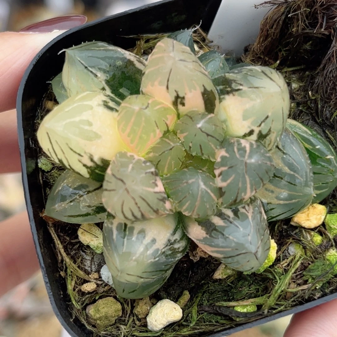 96龙爪玉露锦福利专场