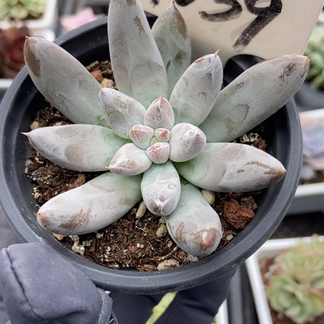 1039杜里万多肉植物了