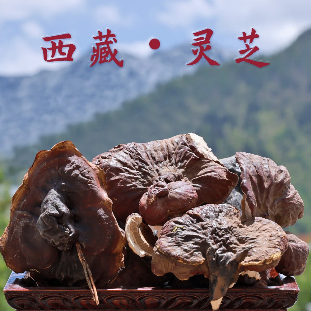 西藏雪域本地金边白肉灵芝干货自然生长痕迹煮水炖汤100g