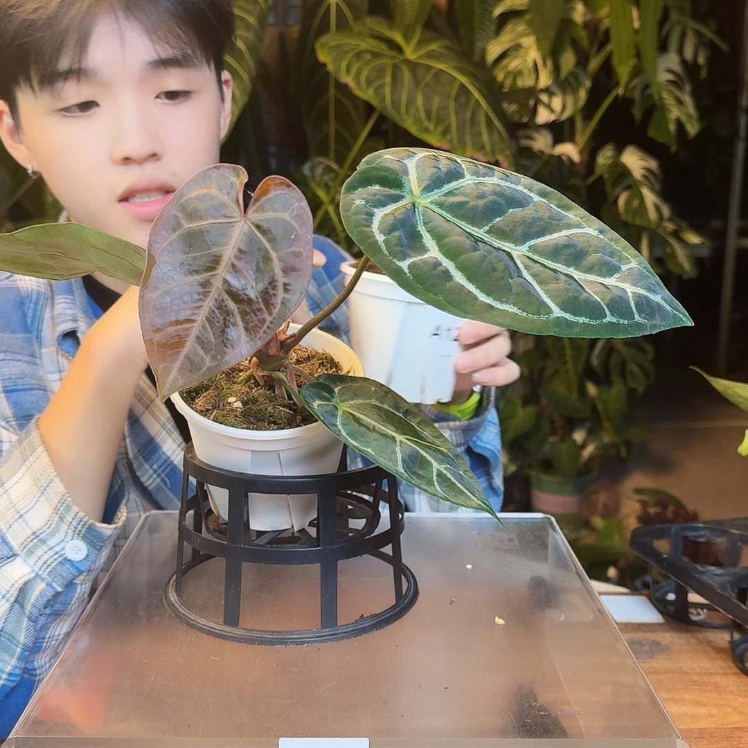 完全开放A125撕裂纹杂米歇尔