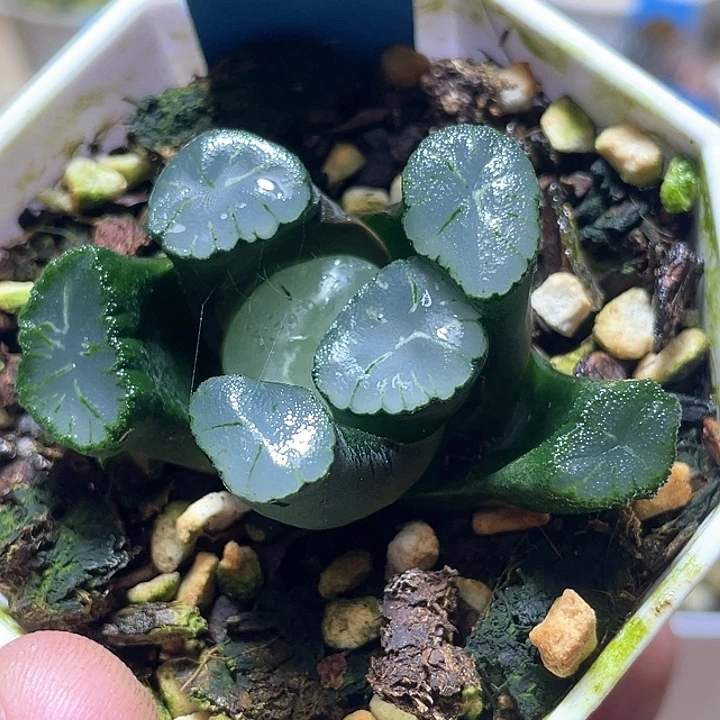 771正版大爆炸特选福利