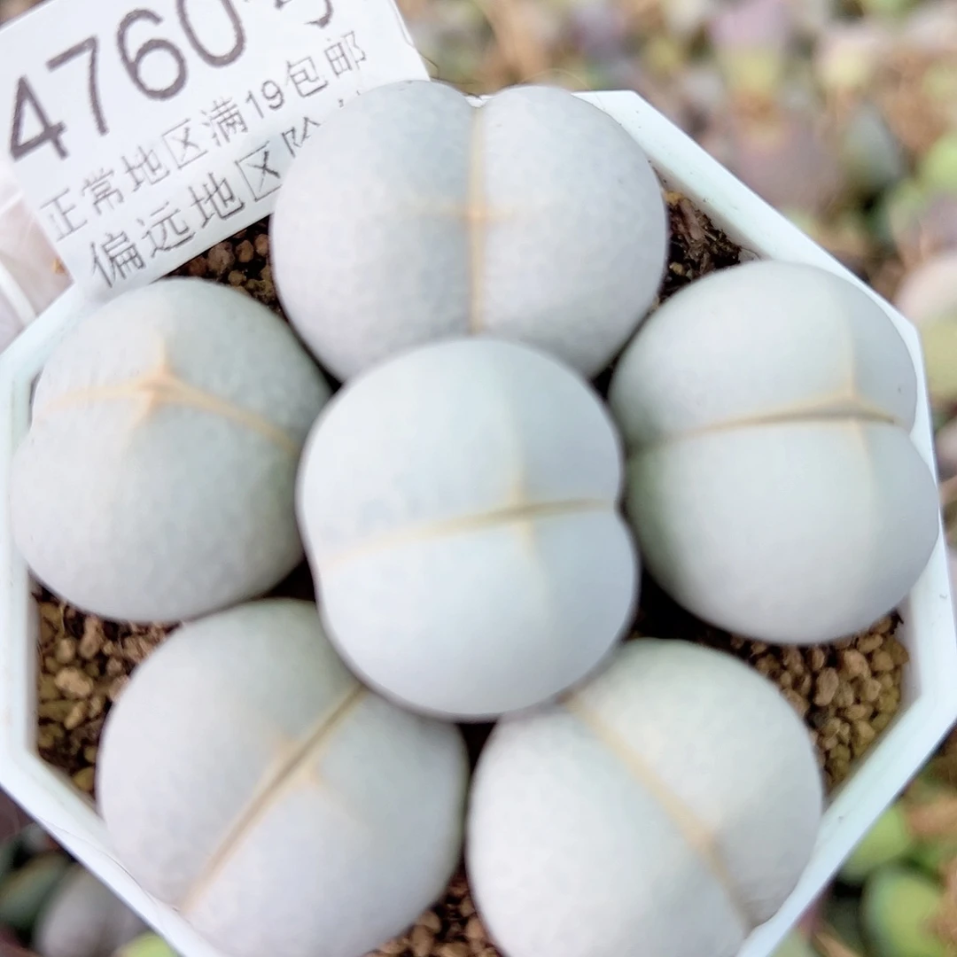 4760 好养易活生石花大母本