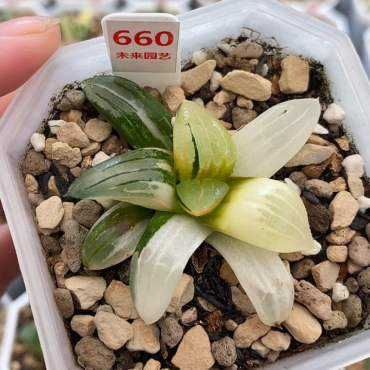 660阿房宫寿锦一物一拍