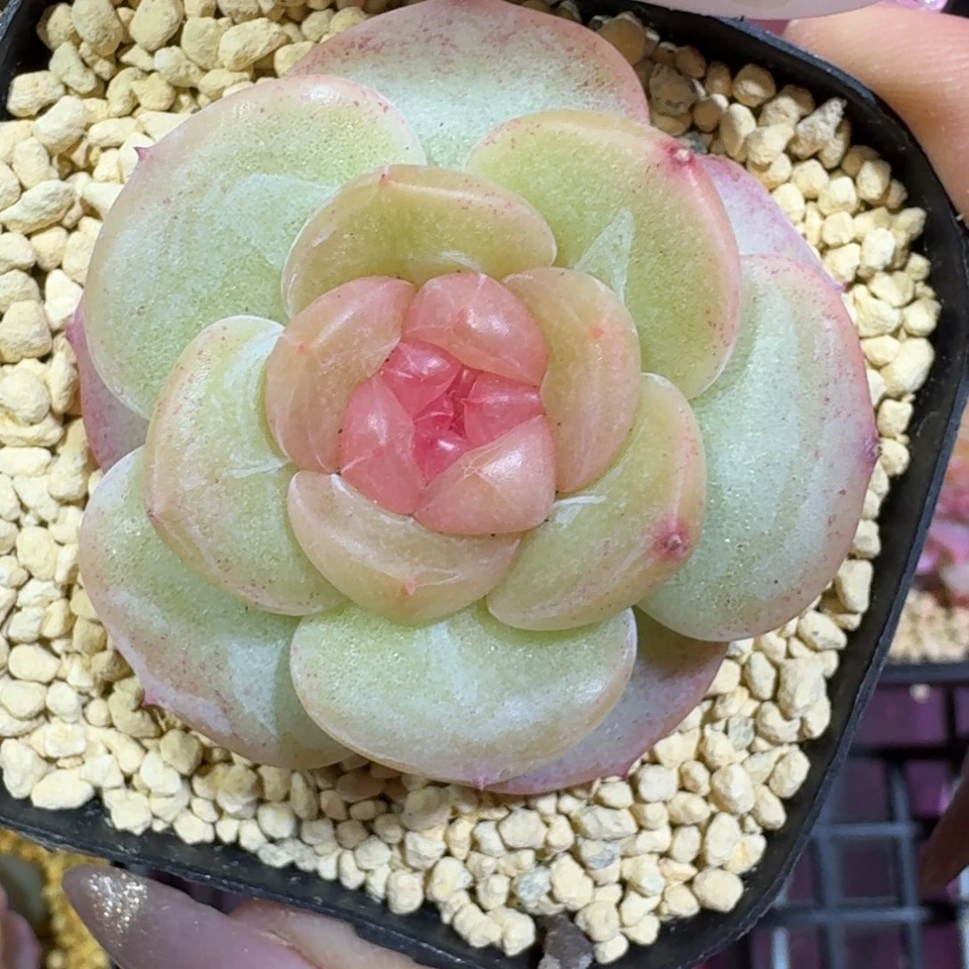 0119-芳草2单头-0123