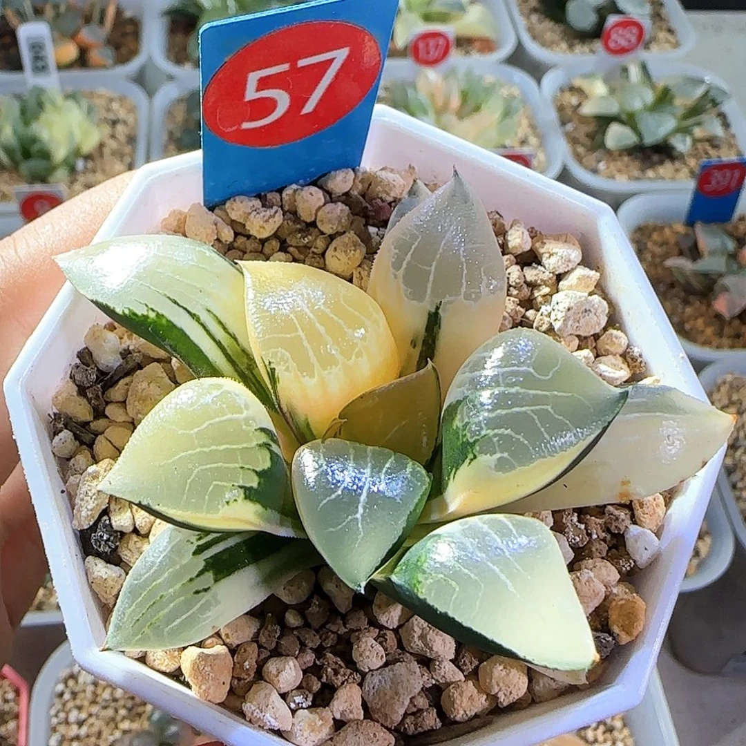 57号花影克锦一物一拍带盆土