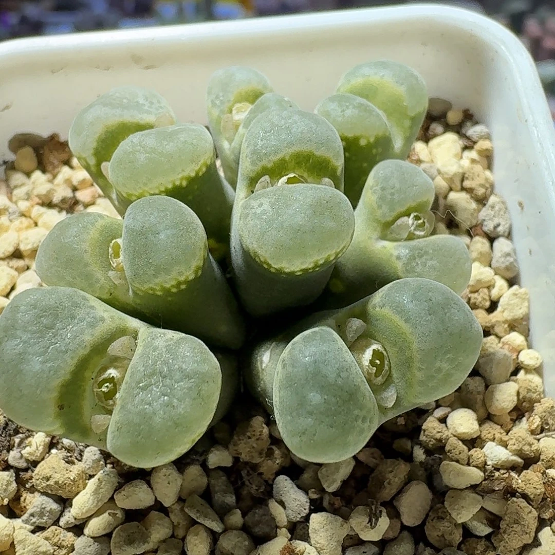 69号风铃群一物一拍