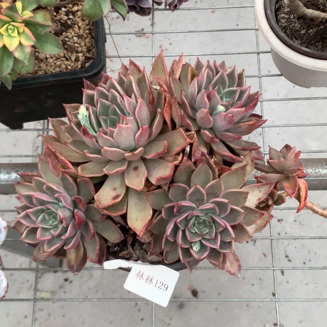 买****幕香妃多头植物群生