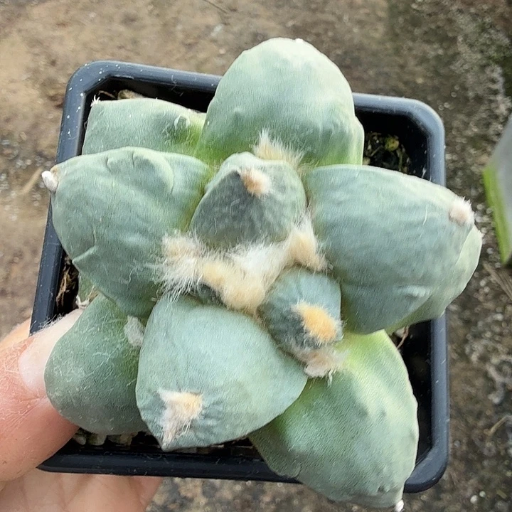 无花朵29白肌达摩怒东三