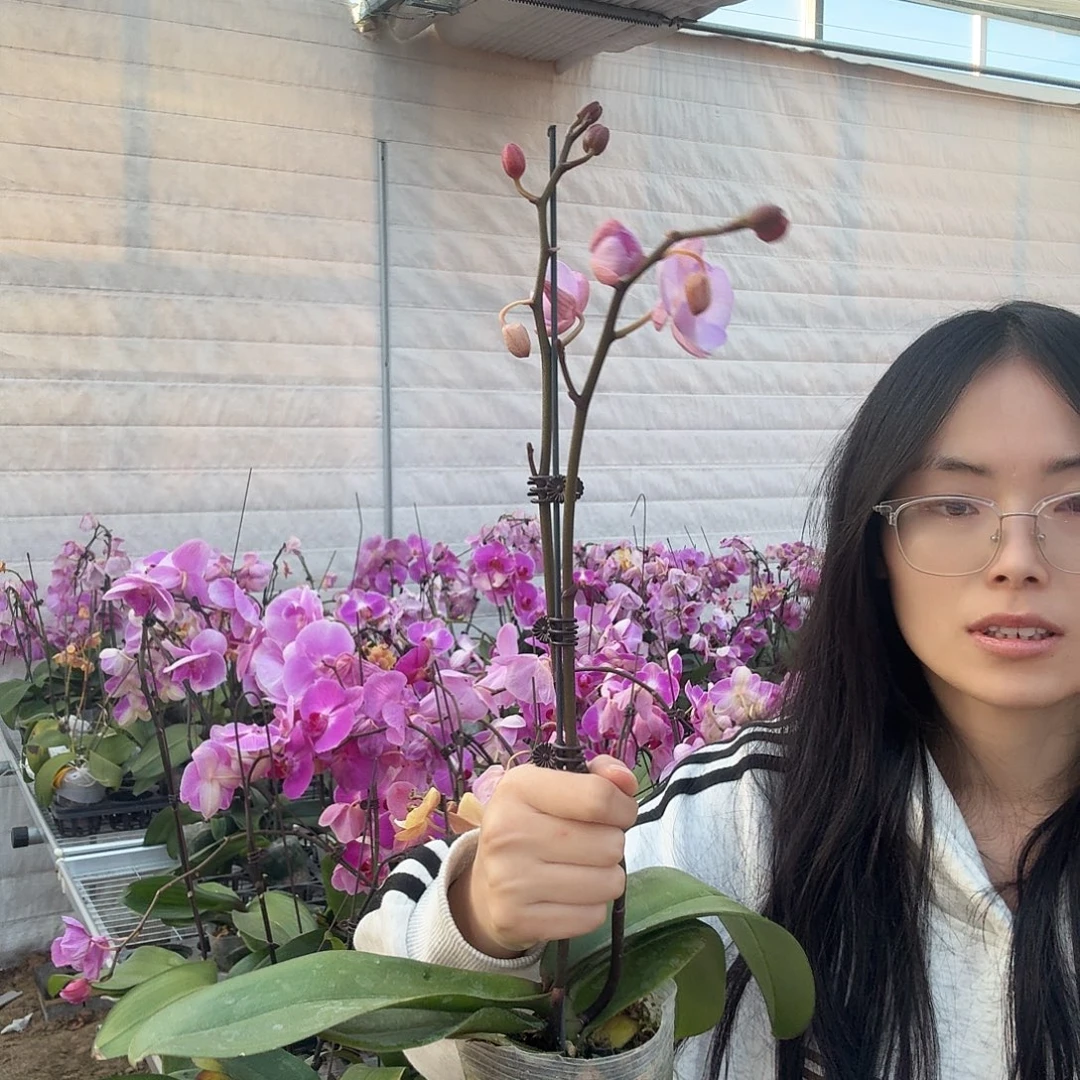 完全开放神仙姐姐有消苞瑕疵不售后单剑