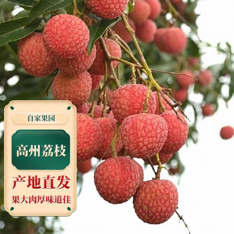 【京东快递】广东茂名高州白糖罂荔枝 皮薄肉厚 香甜多汁（产地直发）