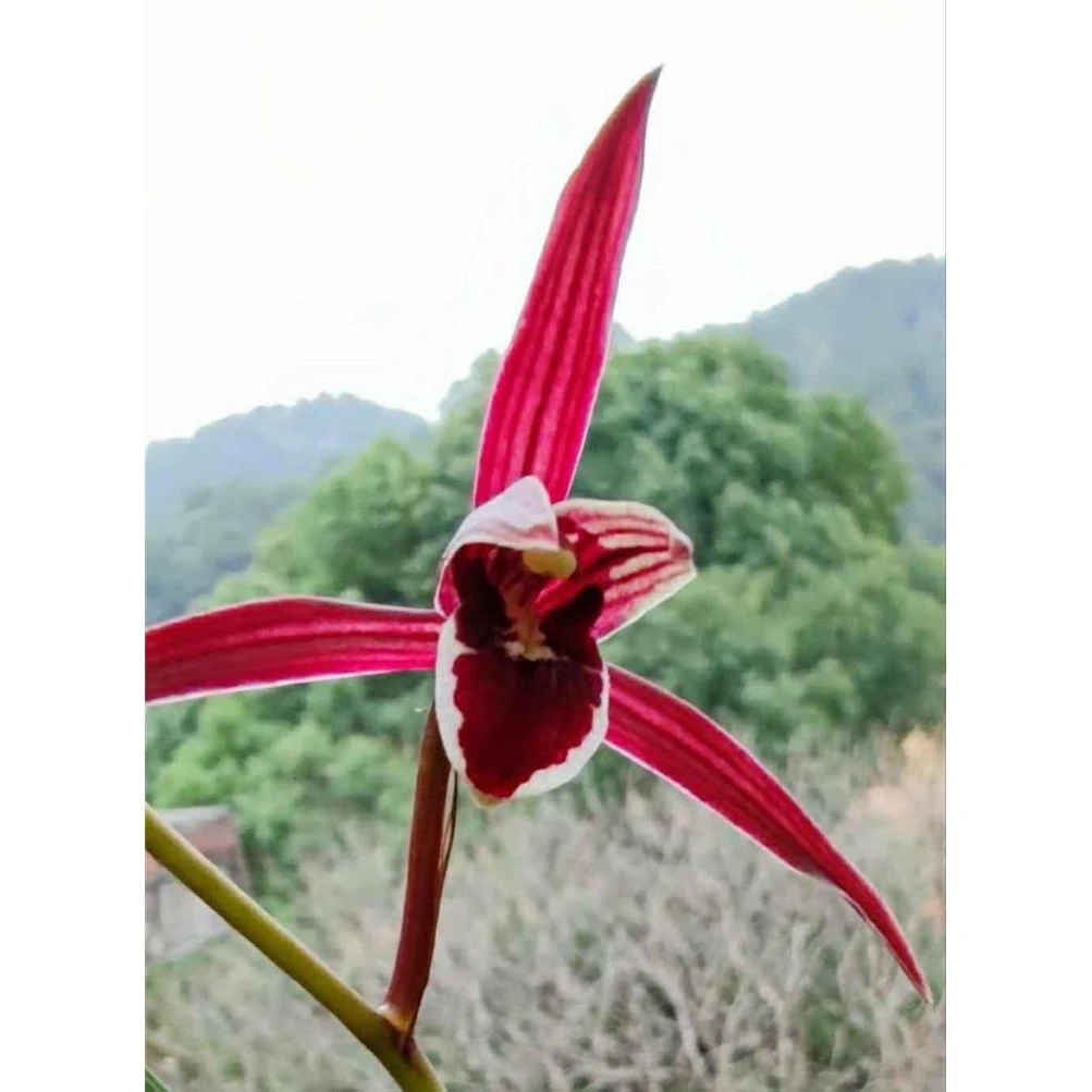 国兰组培科技专拍链接3 人工养殖