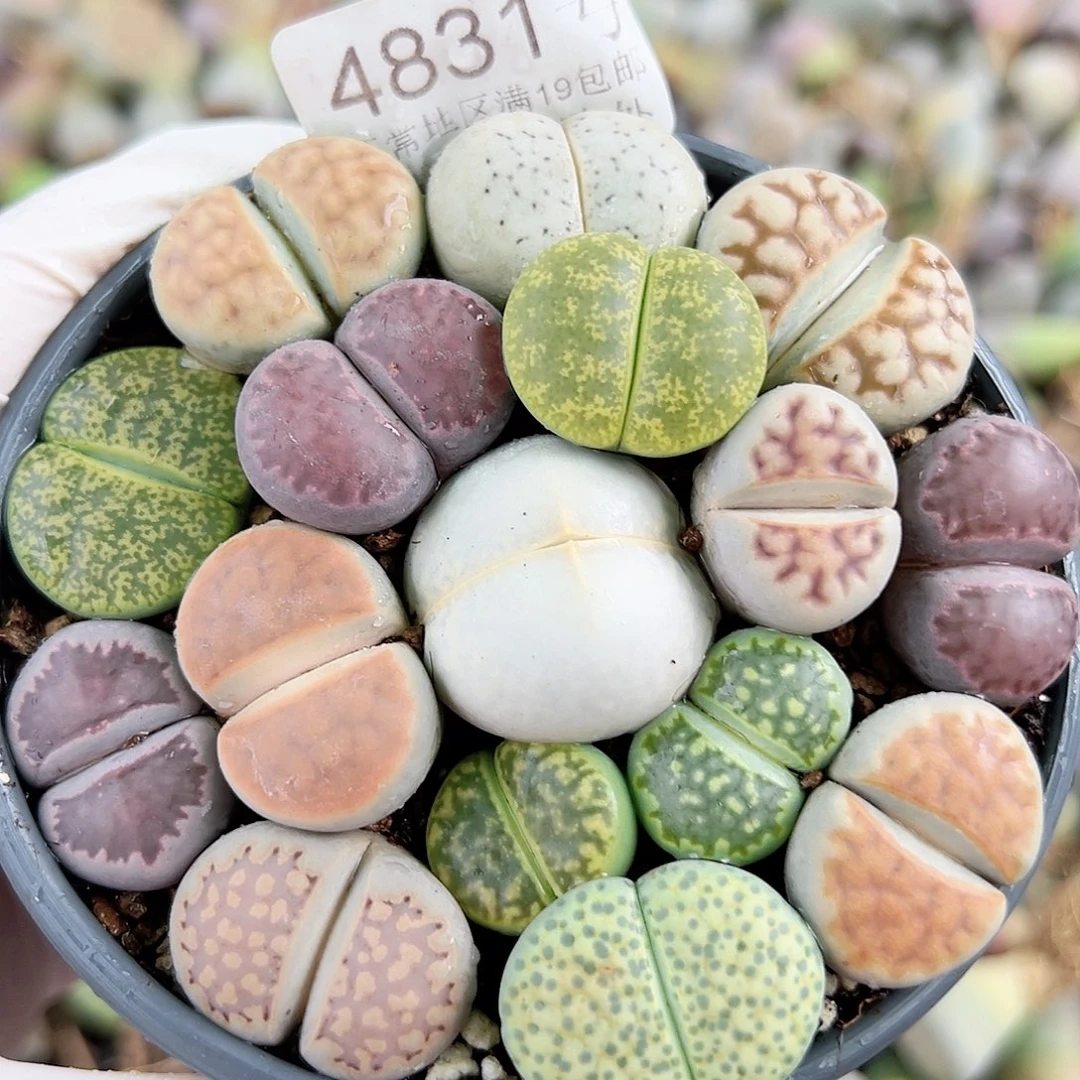4831 好养易活生石花大母本