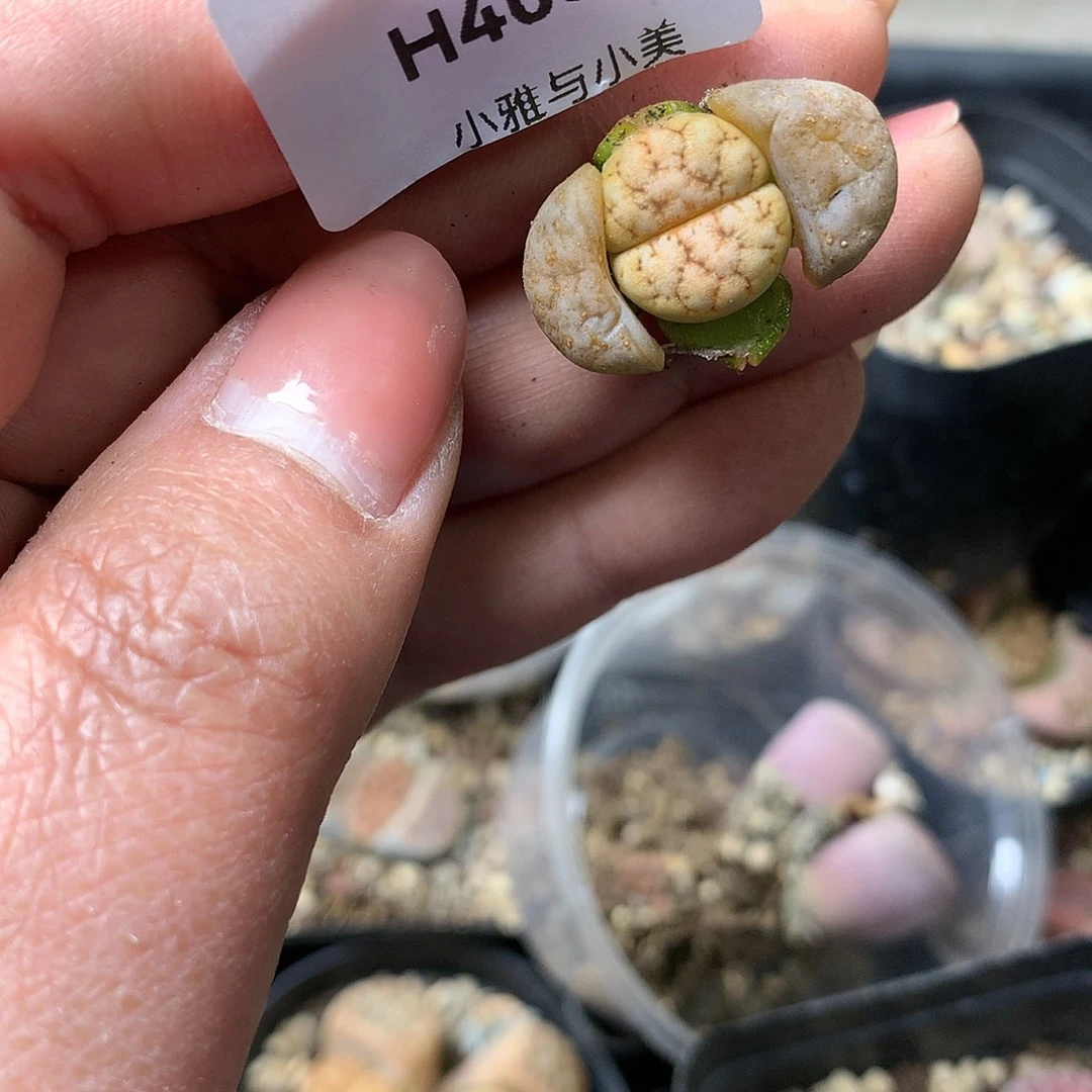 H403多肉植物保护