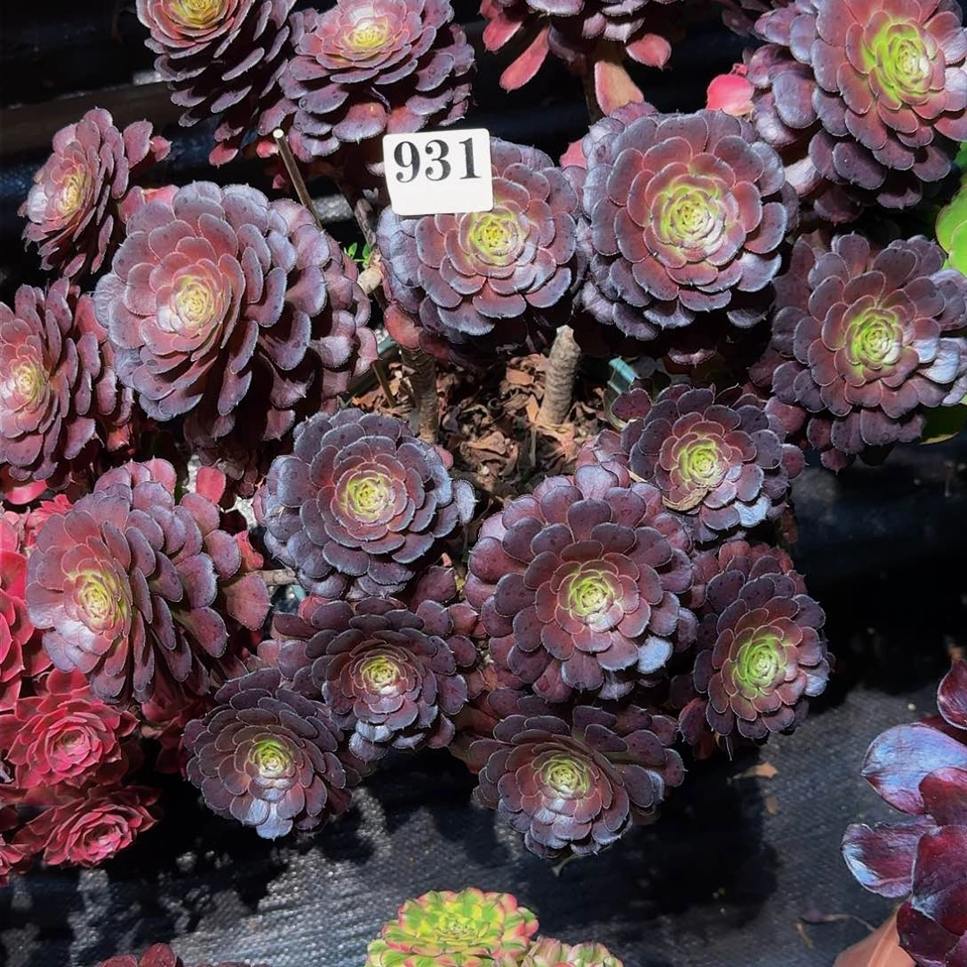 皮**师931多肉植物法师