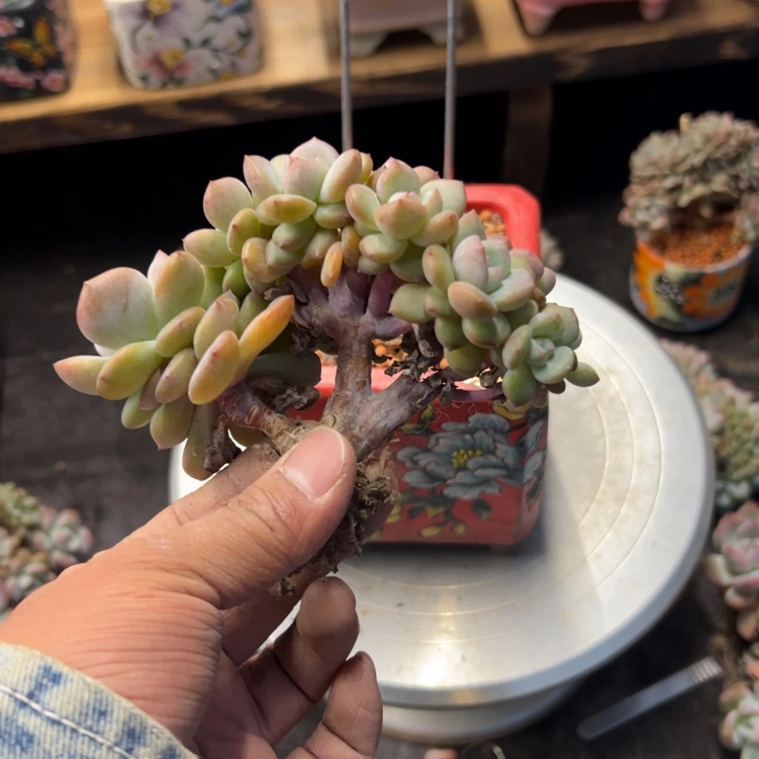 肉****石榴籽星影小树缀