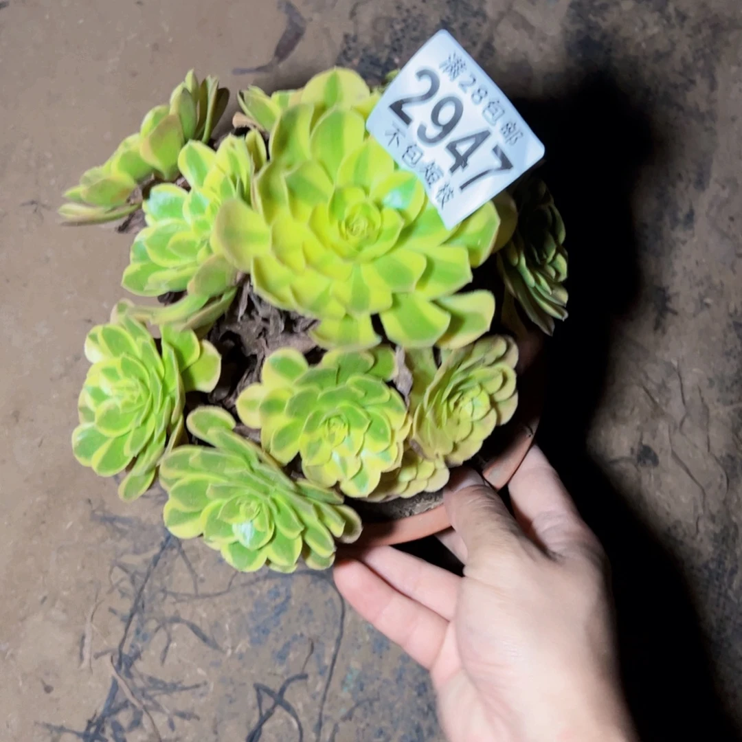 奶白多肉植物2947