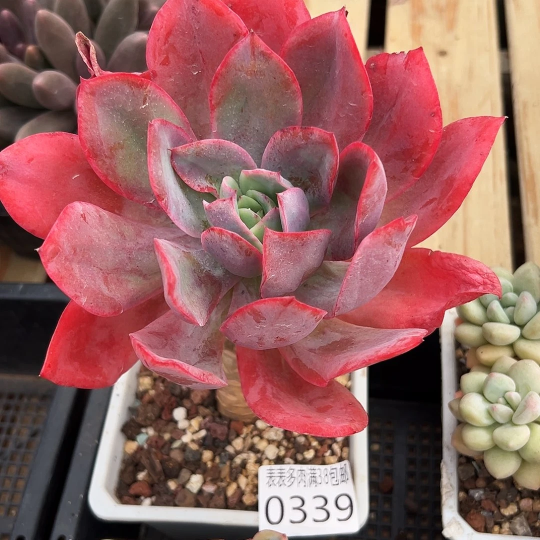 多肉一物一拍植物0339