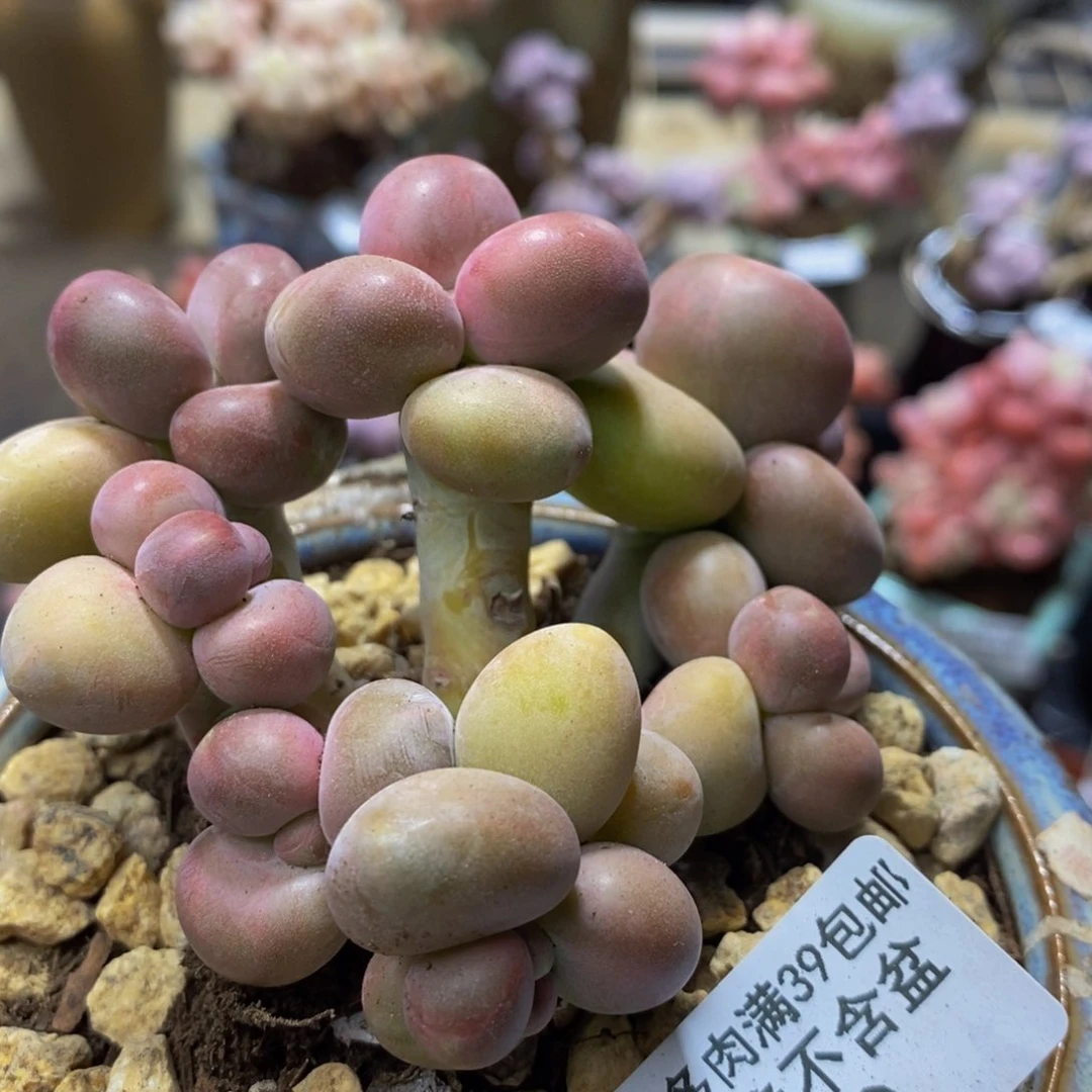 940 芒果奶圆滚滚金蟾8 厘米