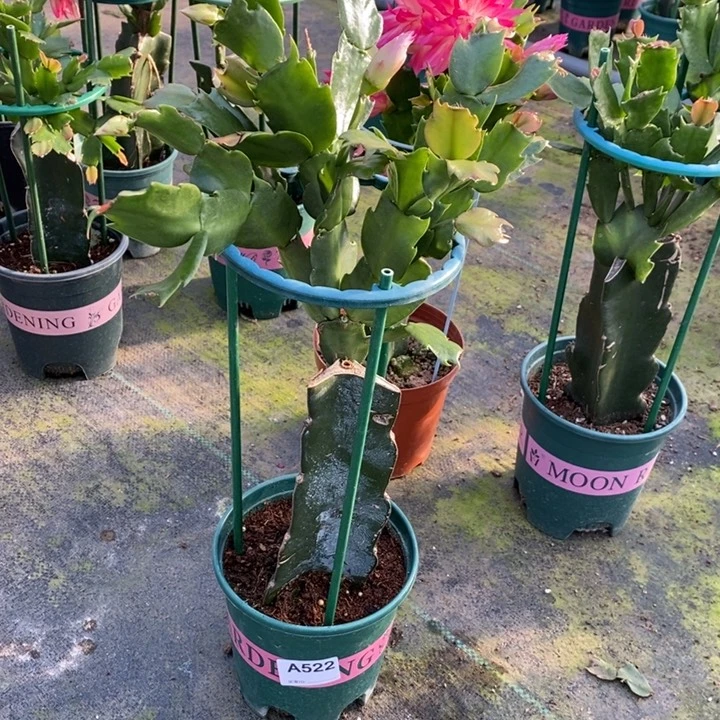 大部分花苞少量开放522嫁接082