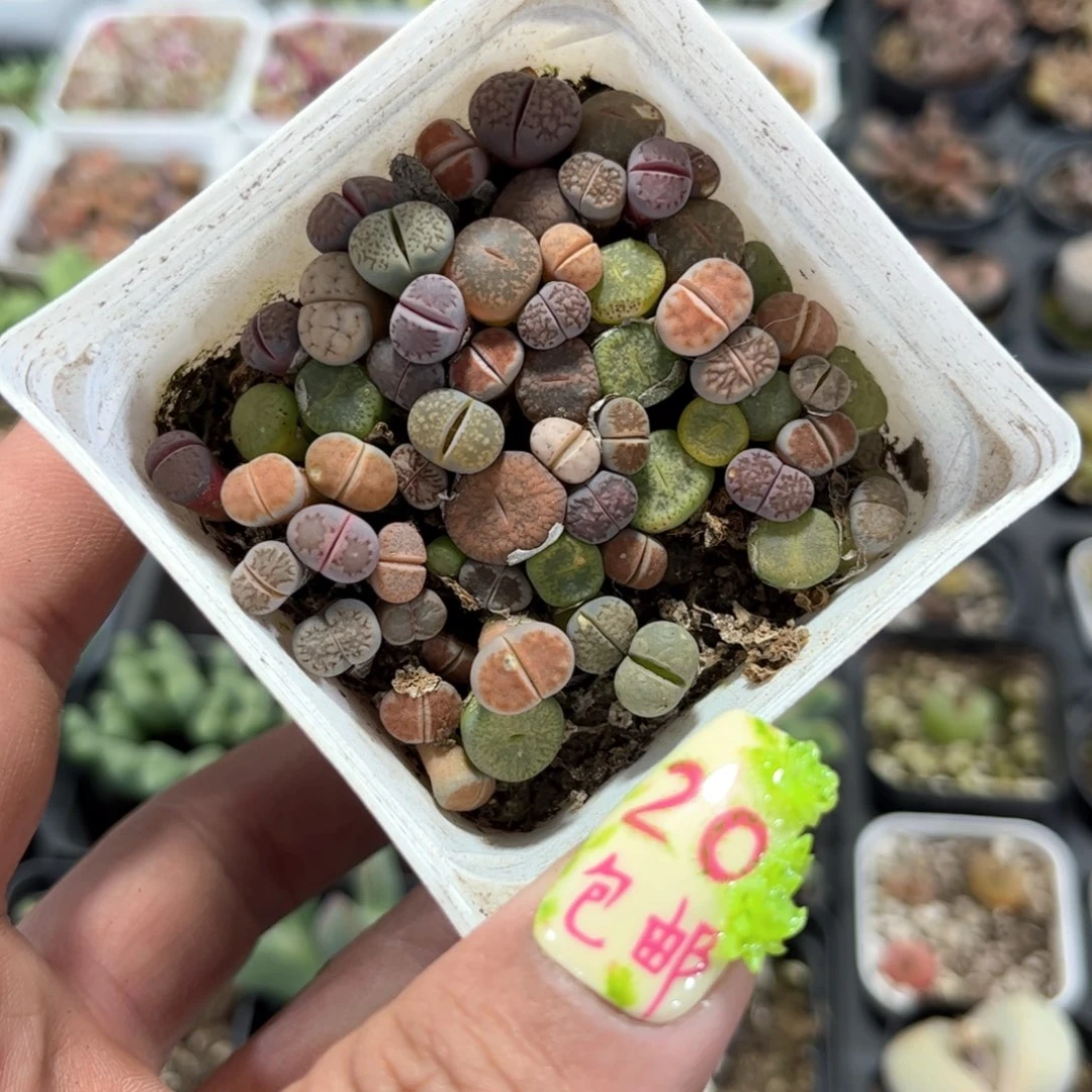 单盆量拍一盆发货有根