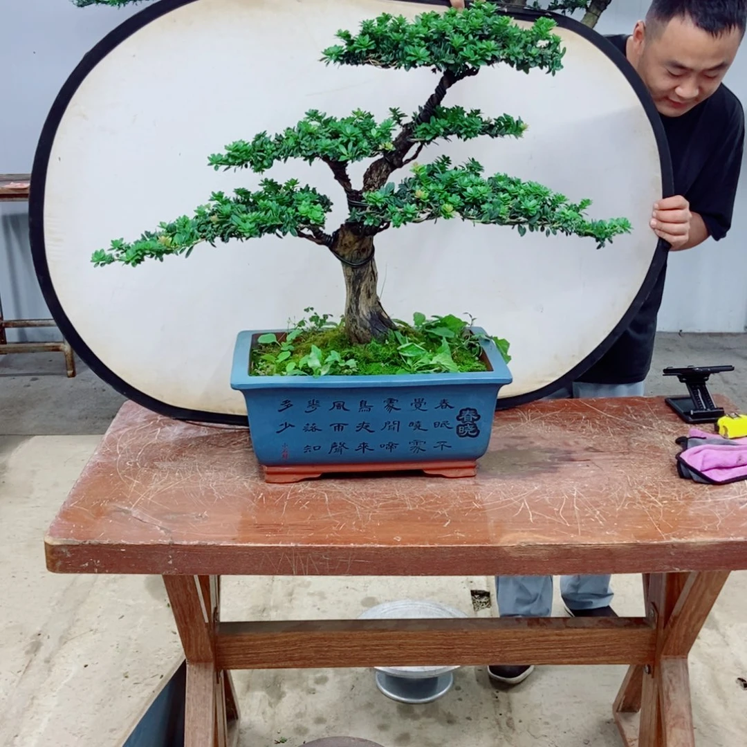 无花朵罗汉松盆景