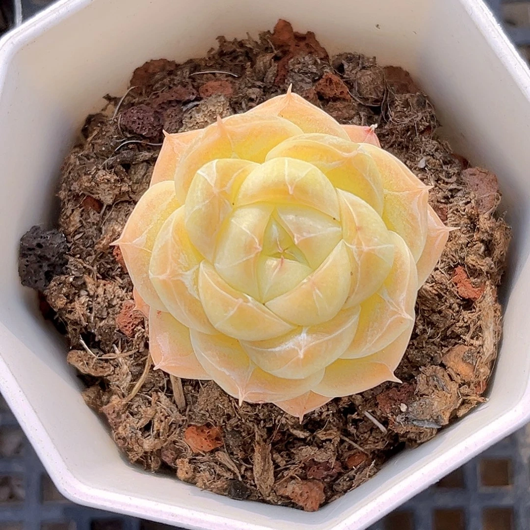 267 一物一拍多肉 夏末精控