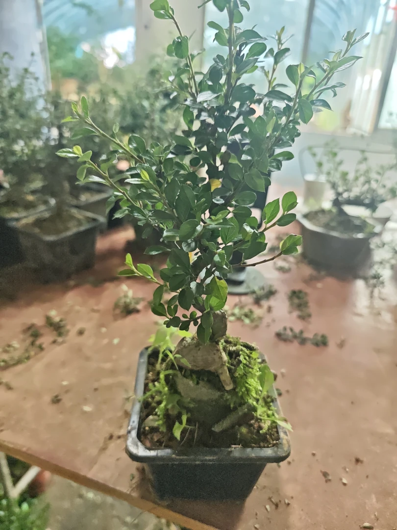 红花大果荀子九