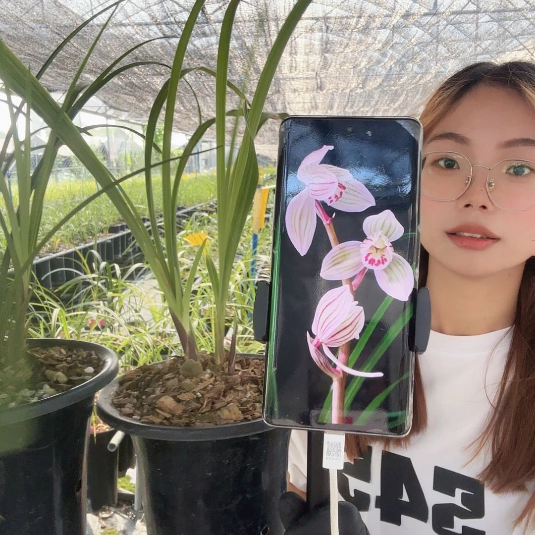 随*荷之冠，荡山荷