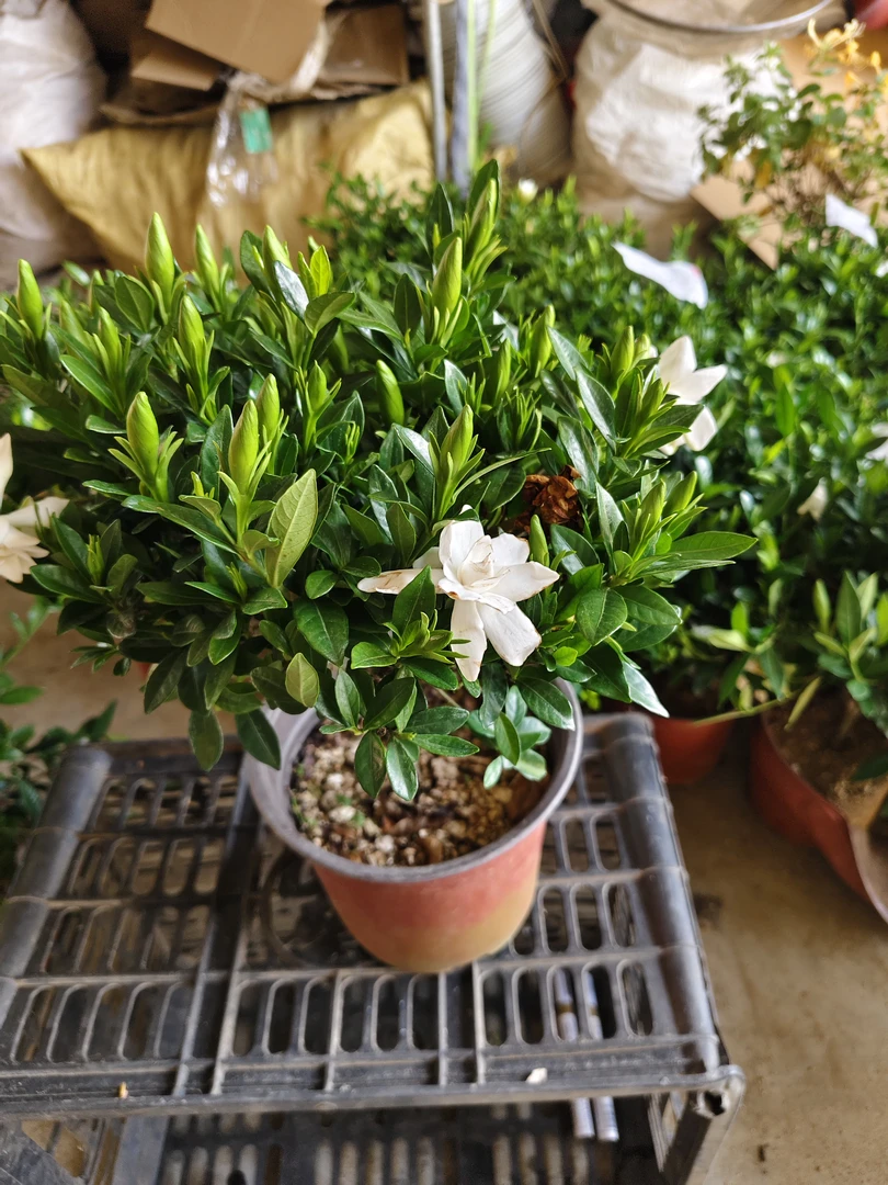 栀子花直播拍带盆带花苞独杆风华沙养殖