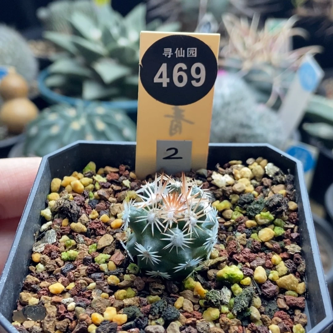 实生优选雪花丸2.2cm