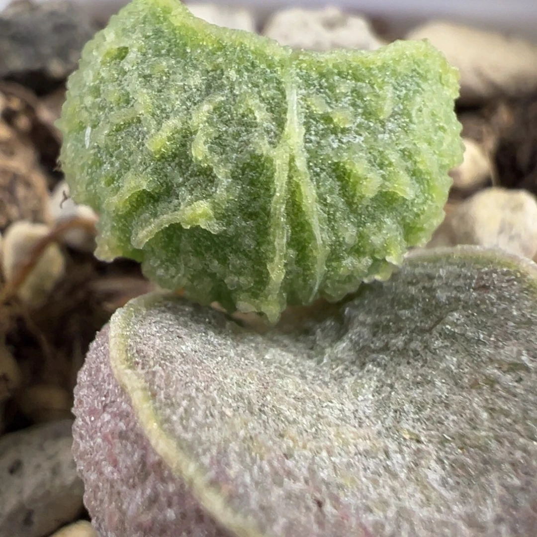 实生低叶苗多肉植物水泡