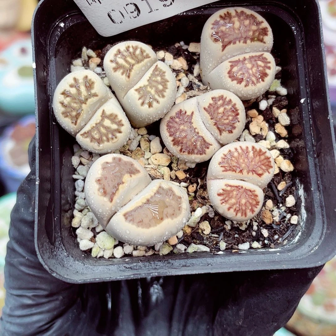 生石花18包邮0919-196