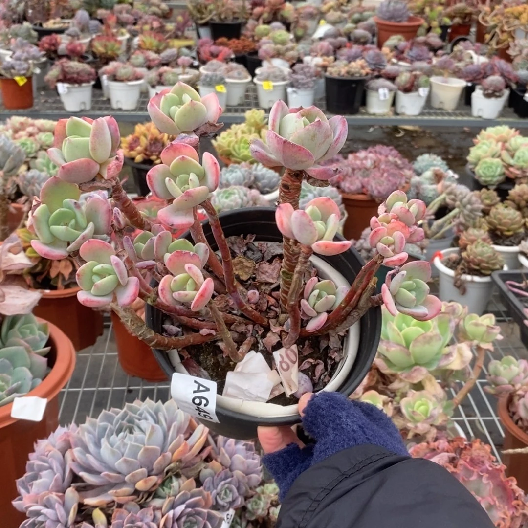 649白月光一物一拍