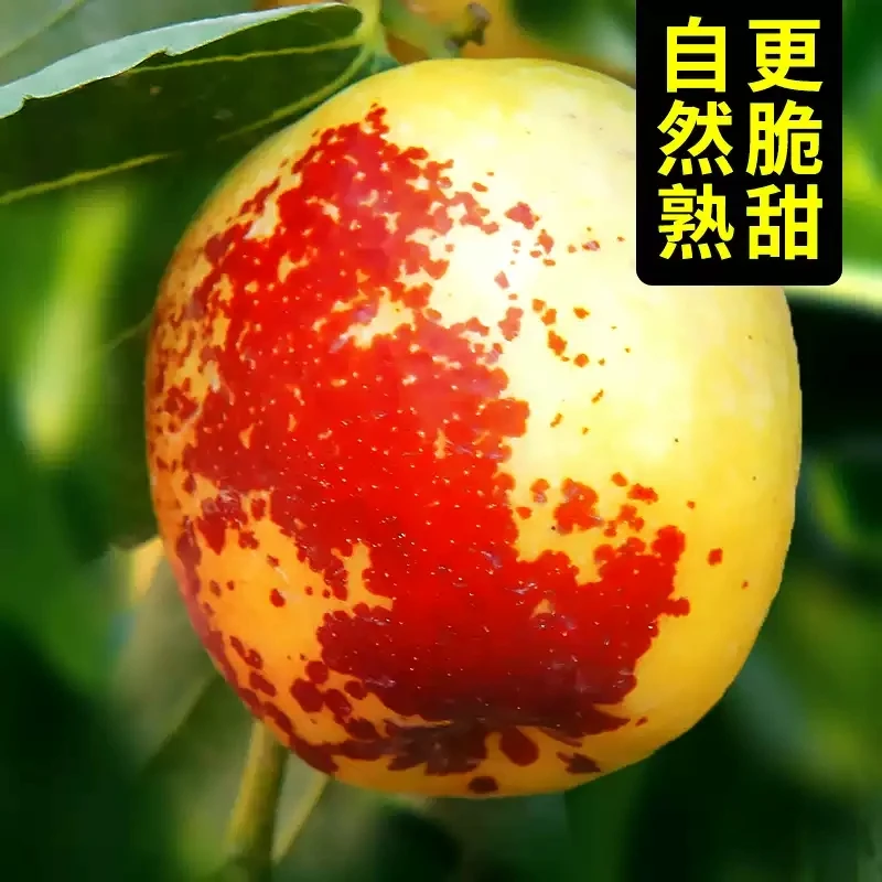 正宗大荔冬枣新鲜脆甜多汁自然成熟孕妇水果