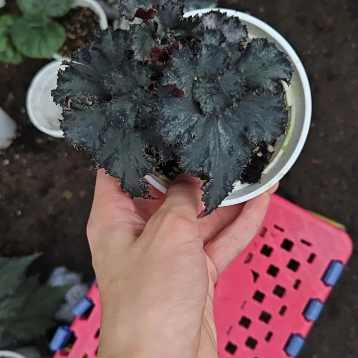 穷奇秋海棠一物一拍