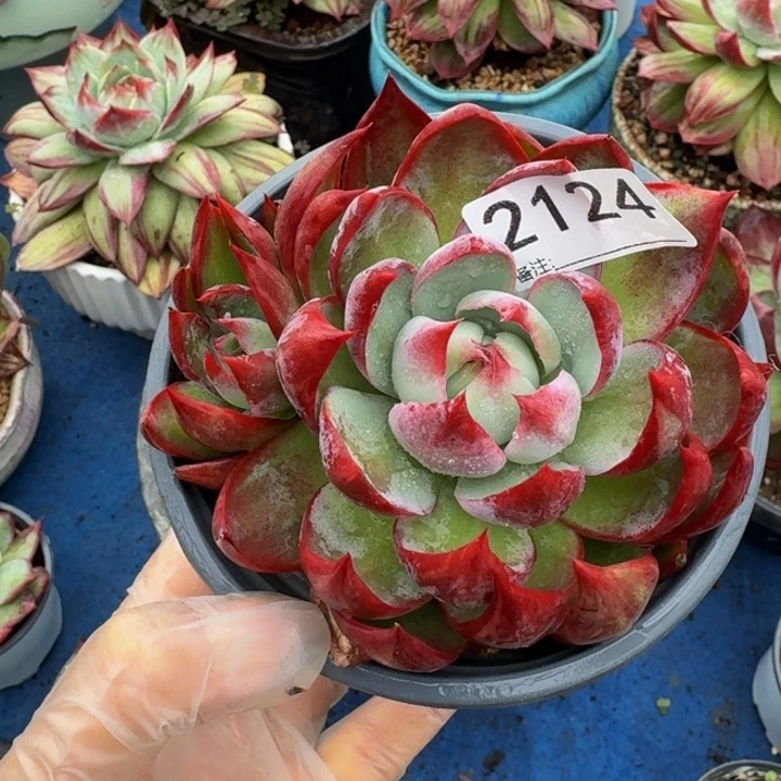 开***姐惊鸿仙子 2124.......