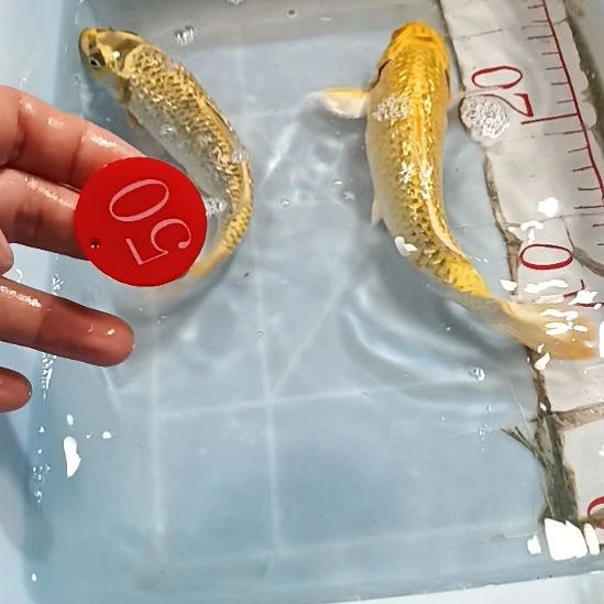 海水锦鲤冷水鱼好养耐活