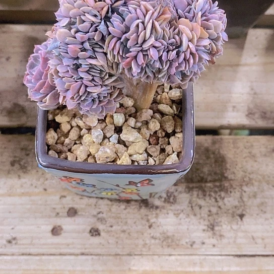 ?****G天赐缀多肉植物