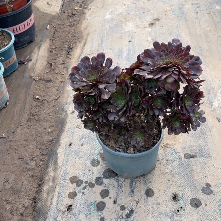 5红铜壶缀多肉多肉植物多肉