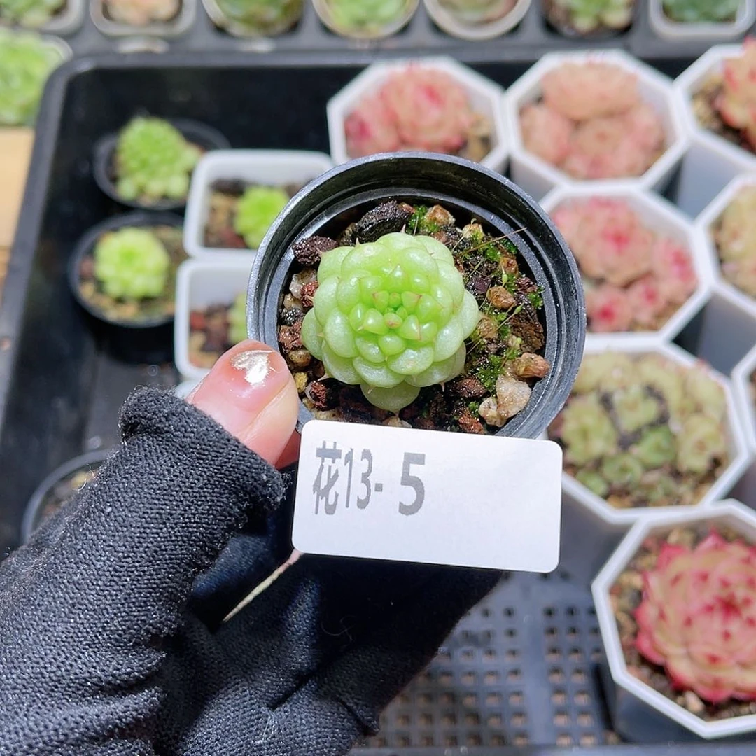 花13-05绿水鬼单头