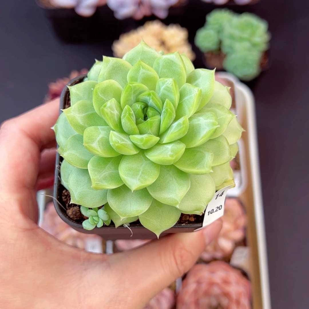 k***n珍妮14、哈哈哈哈哈哈