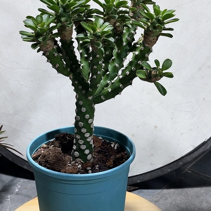 福利 无比霸王鞭666666666