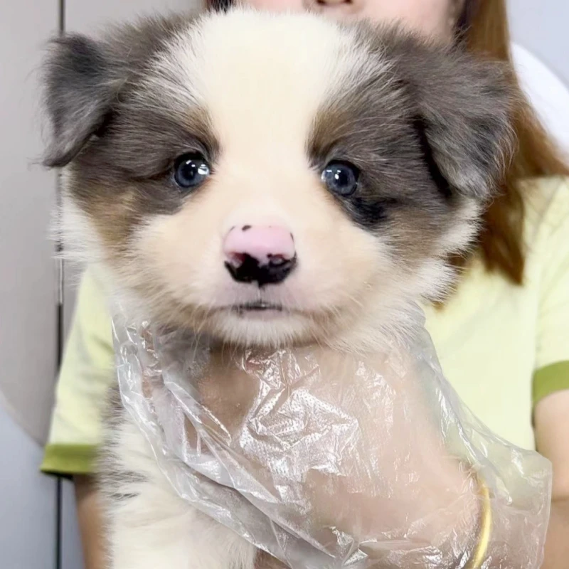 （实拍）三色陨石边牧妹妹 301-7