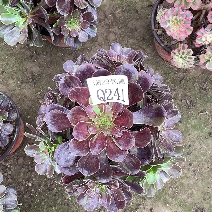 241欧若拉多肉植物