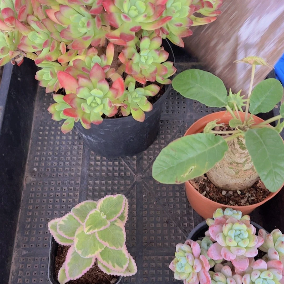 多肉616多肉植物，