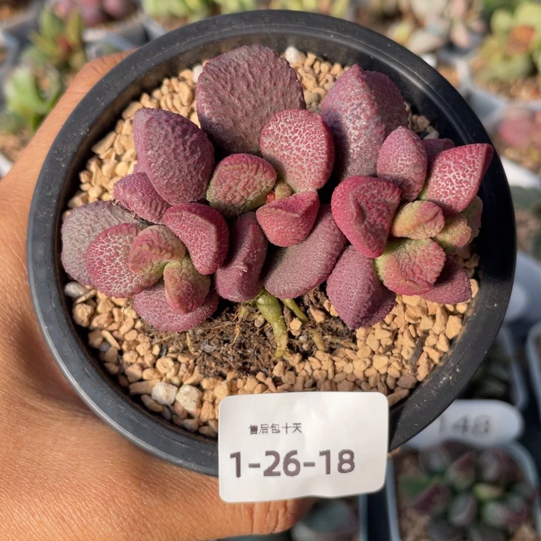 日**辰        夏娃。