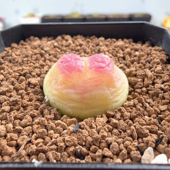 .19日系拉登 2.2厘米带盆发