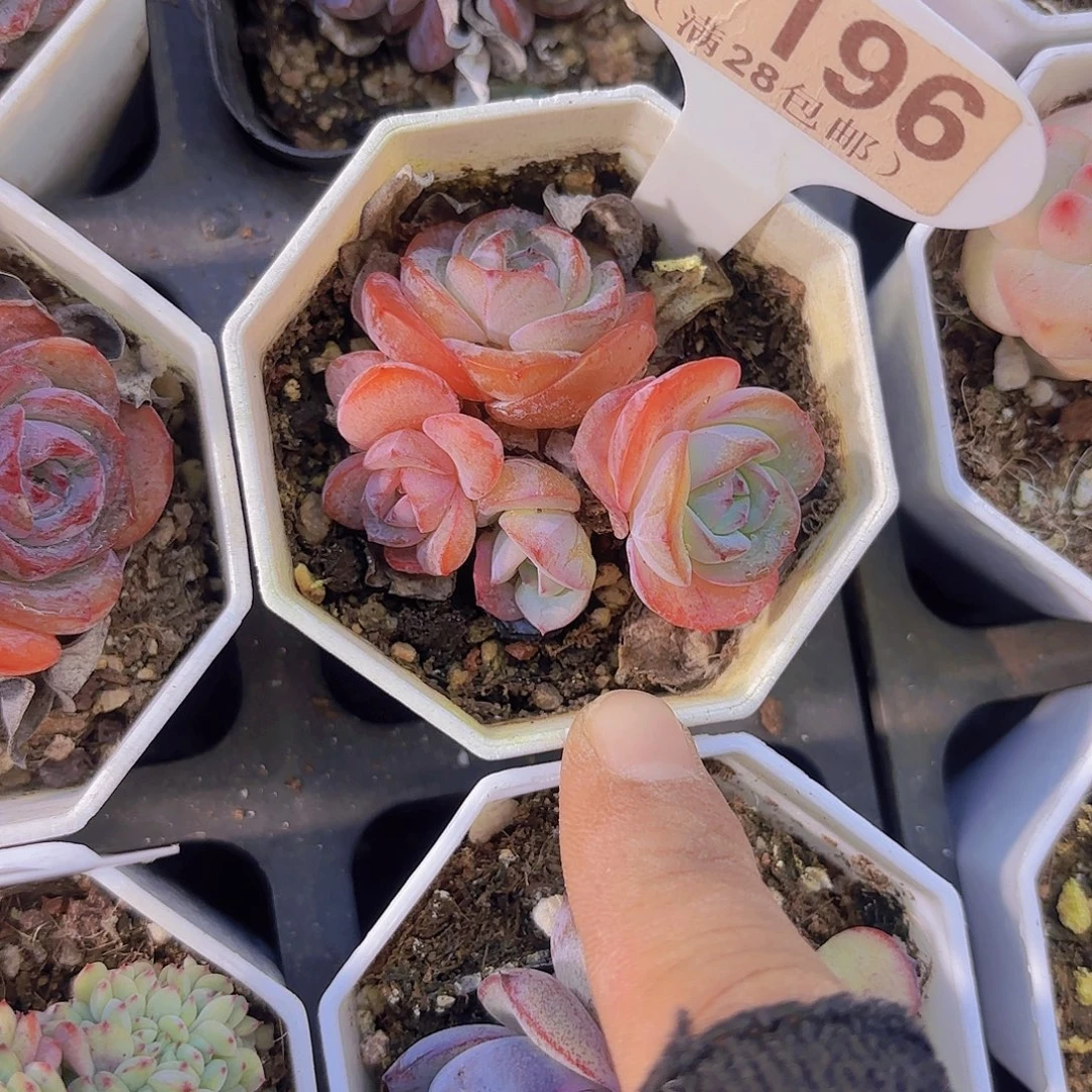 C196布鲁兰一物一拍