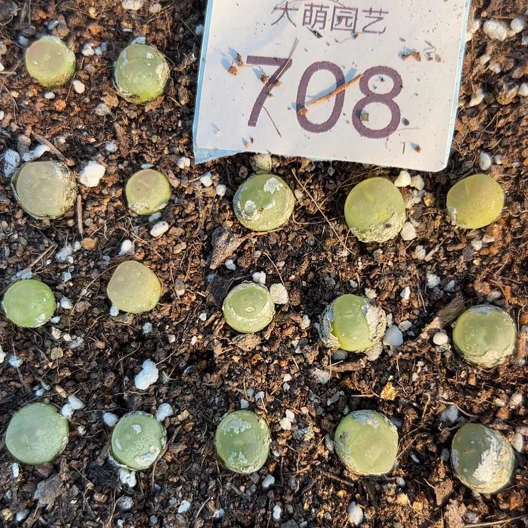 0000708量拍3年拉登1颗尺寸0.8上下默认微瑕
