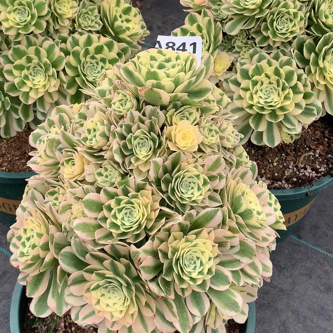 余***心841.迈巴赫多肉植物